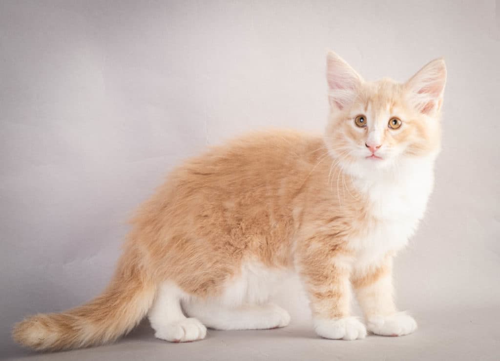 (N)Migoto's Laban, NFO e 09 22