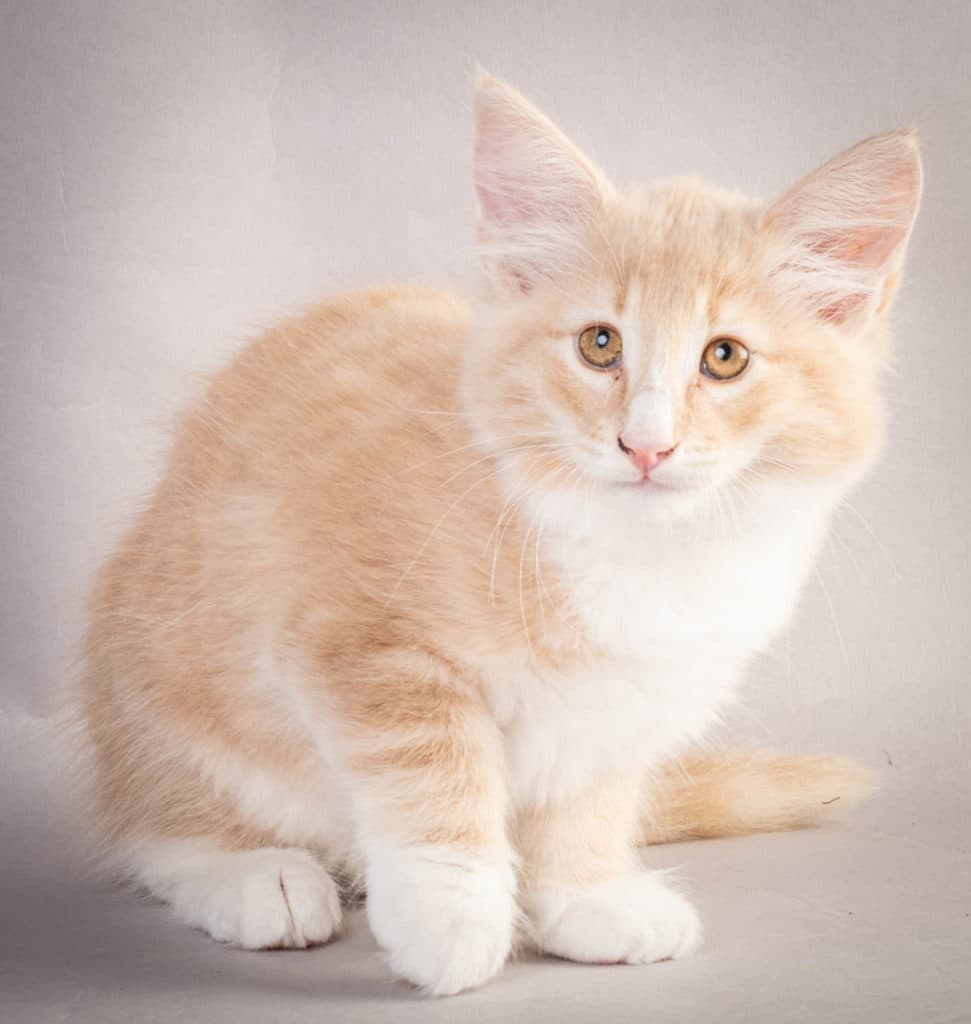 (N)Migoto's Laban, NFO e 09 22