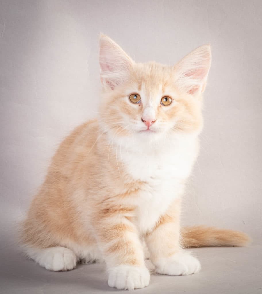 (N)Migoto's Laban, NFO e 09 22