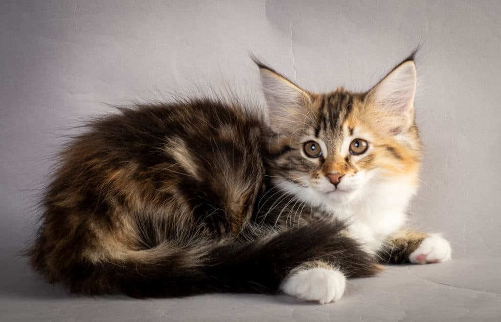 (N)Migoto's Lerke, NFO f 09 22