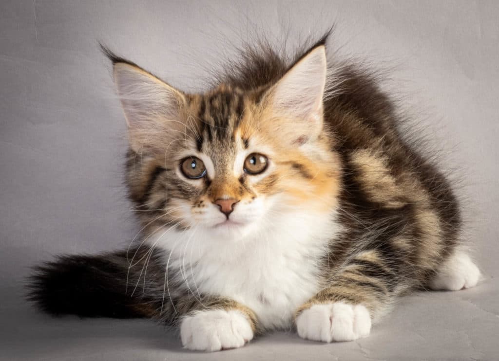 (N)Migoto's Lerke, NFO f 09 22