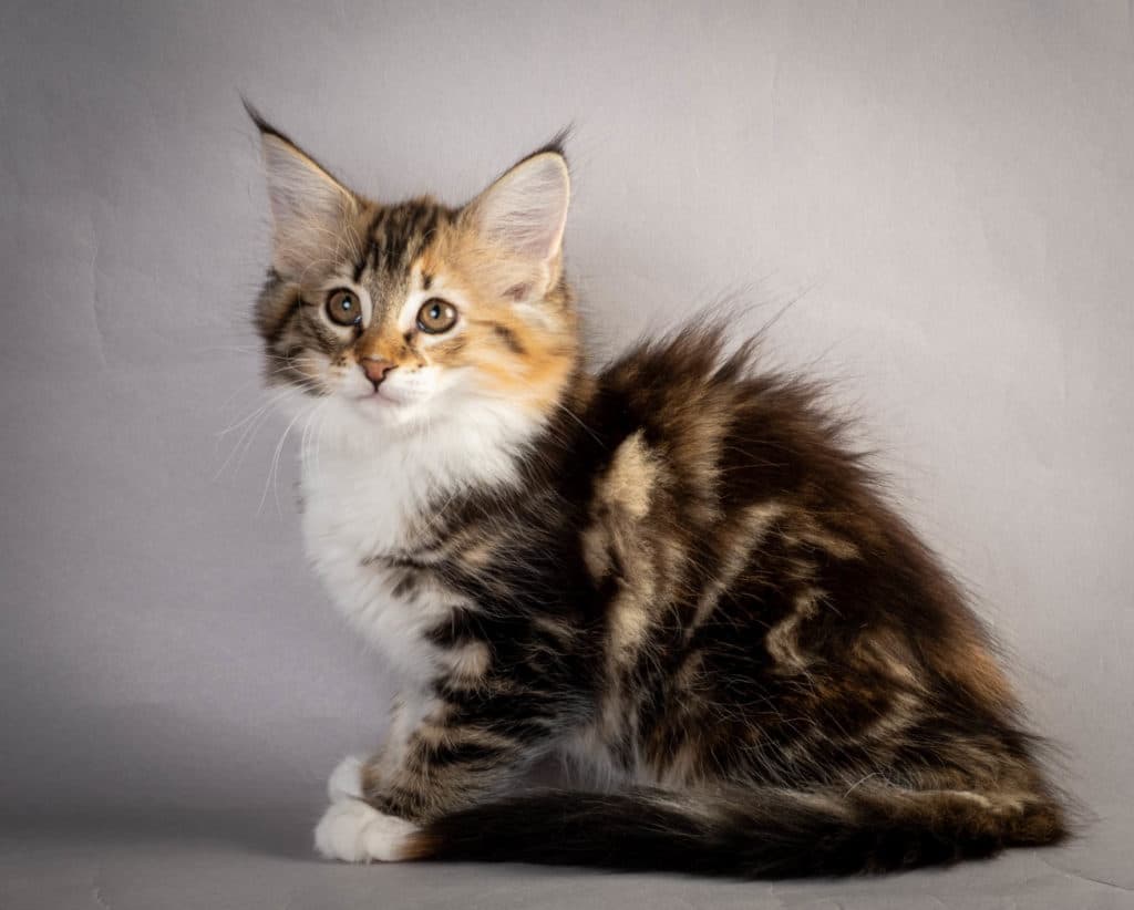 (N)Migoto's Lerke, NFO f 09 22