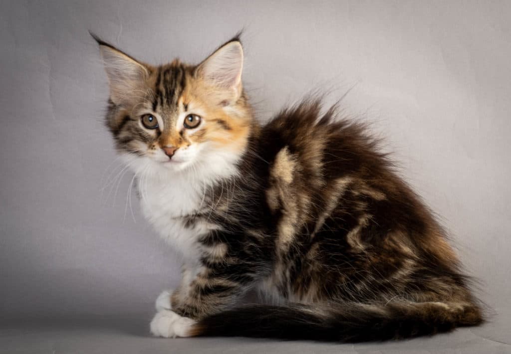 (N)Migoto's Lerke, NFO f 09 22