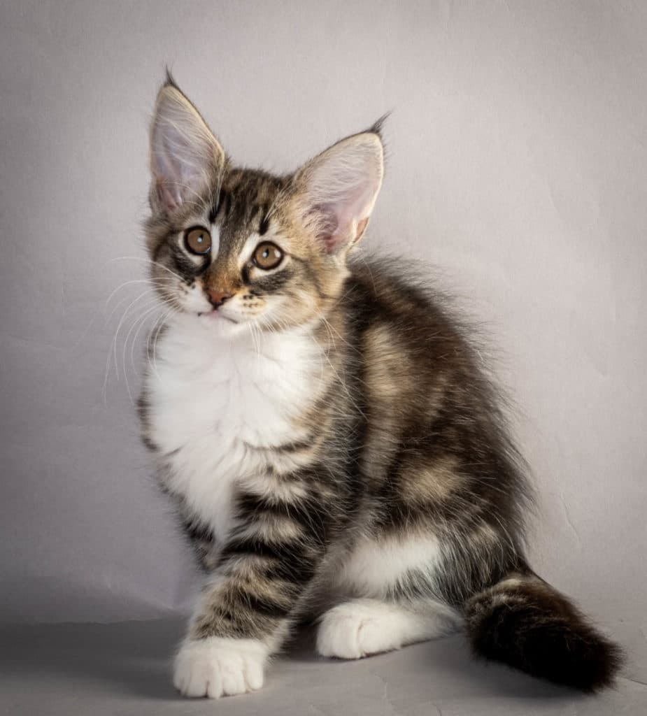 (N)Migoto's Liva, NFO n 09 22