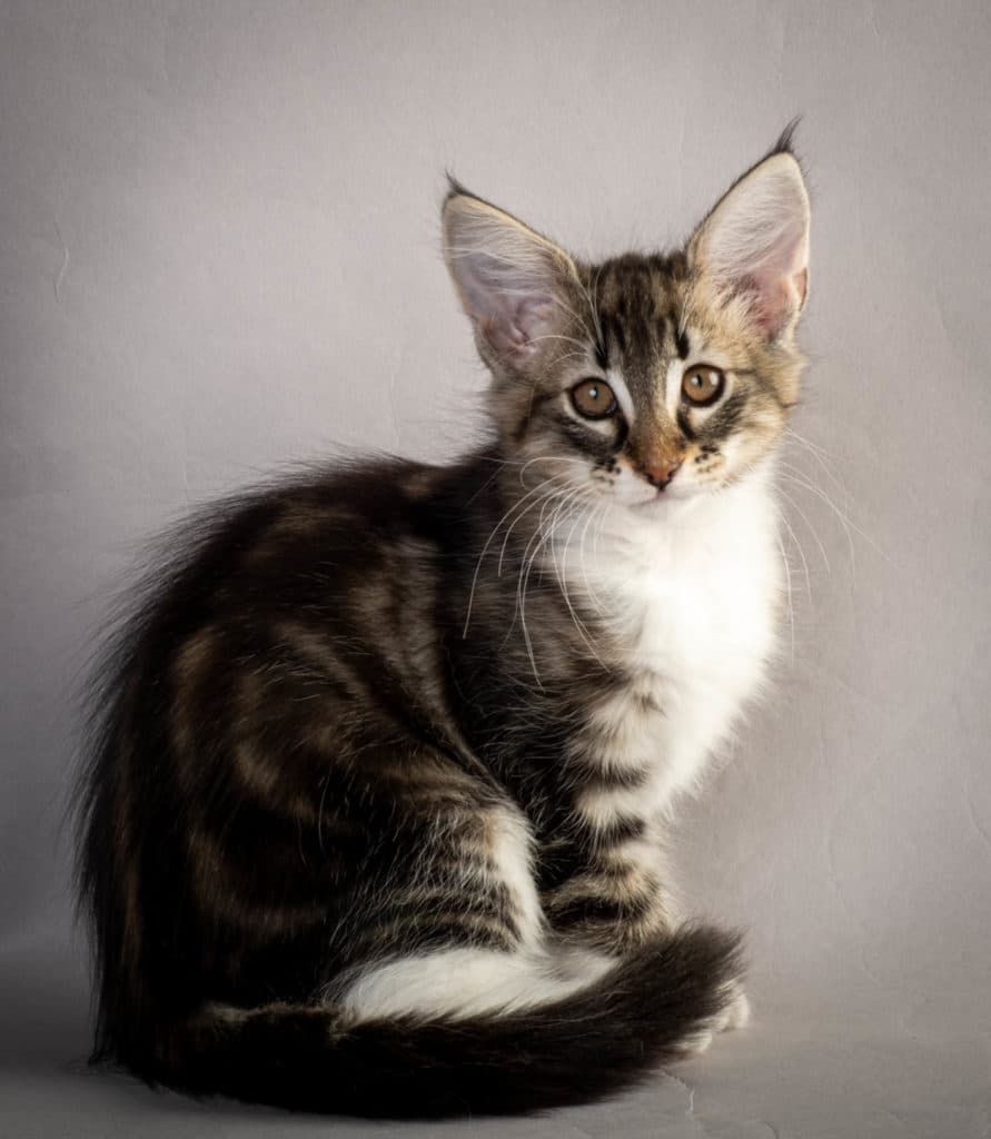 (N)Migoto's Liva, NFO n 09 22