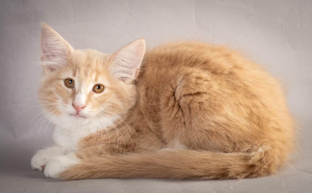 (N)Migoto's Laban, NFO e 09 22