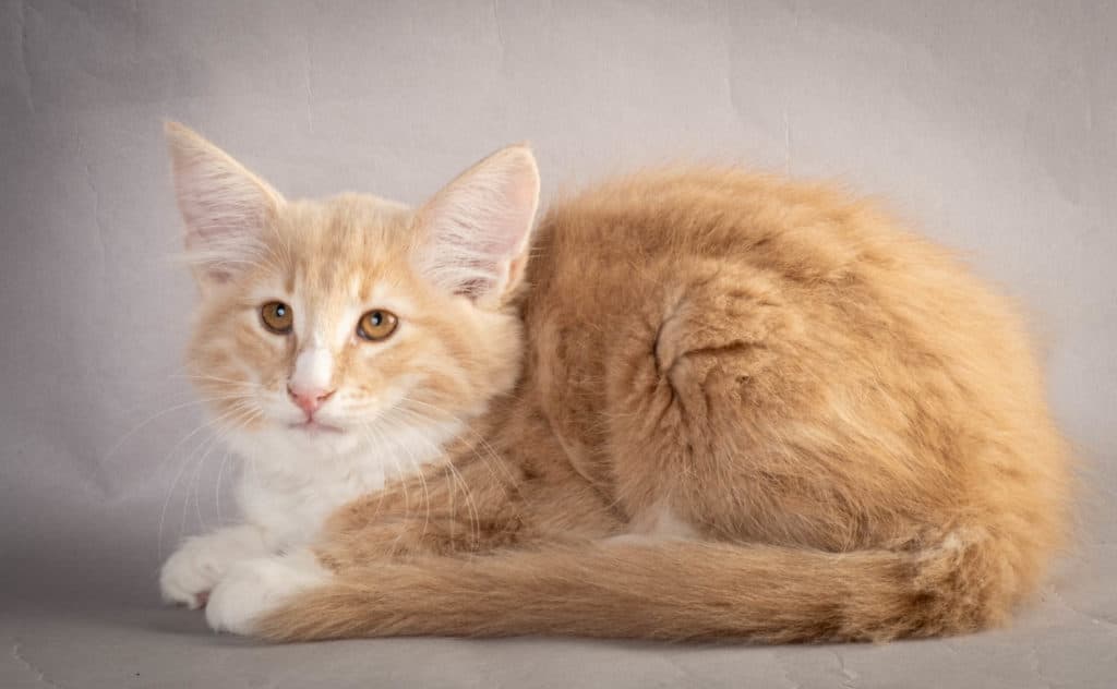 (N)Migoto's Laban, NFO e 09 22