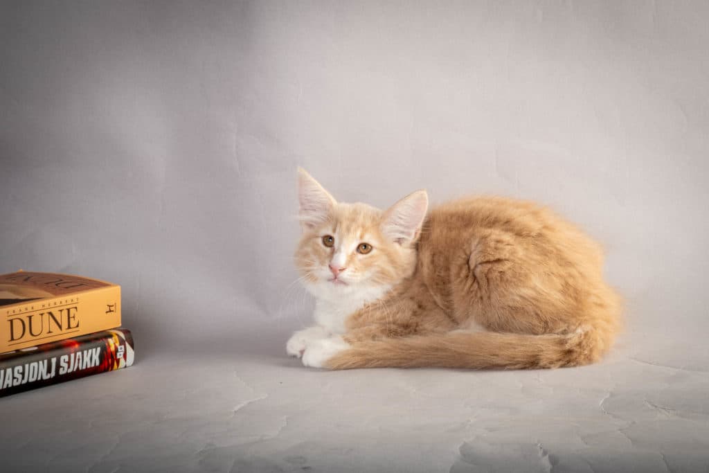 (N)Migoto's Laban, NFO e 09 22