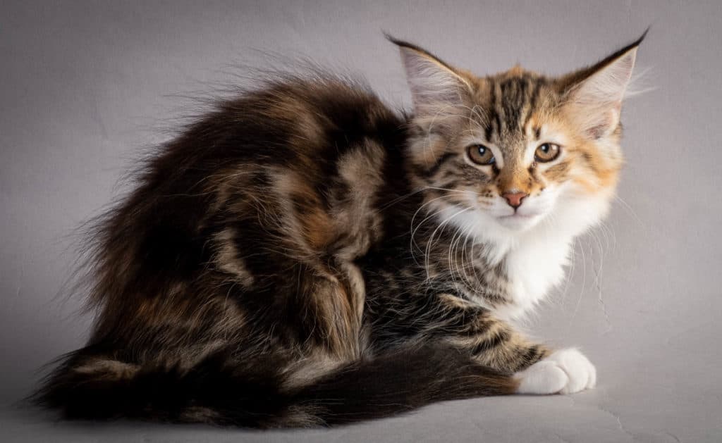 (N)Migoto's Lerke, NFO f 09 22