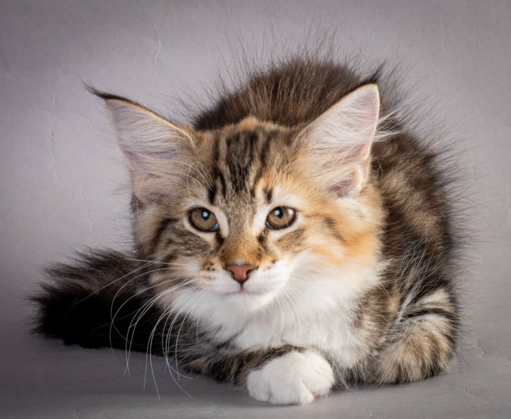 (N)Migoto's Lerke, NFO f 09 22