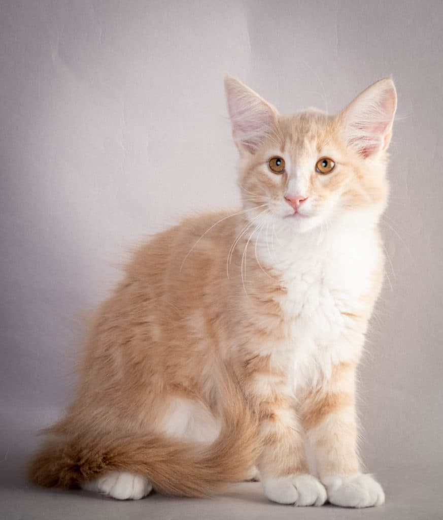 (N)Migoto's Laban, NFO e 09 22