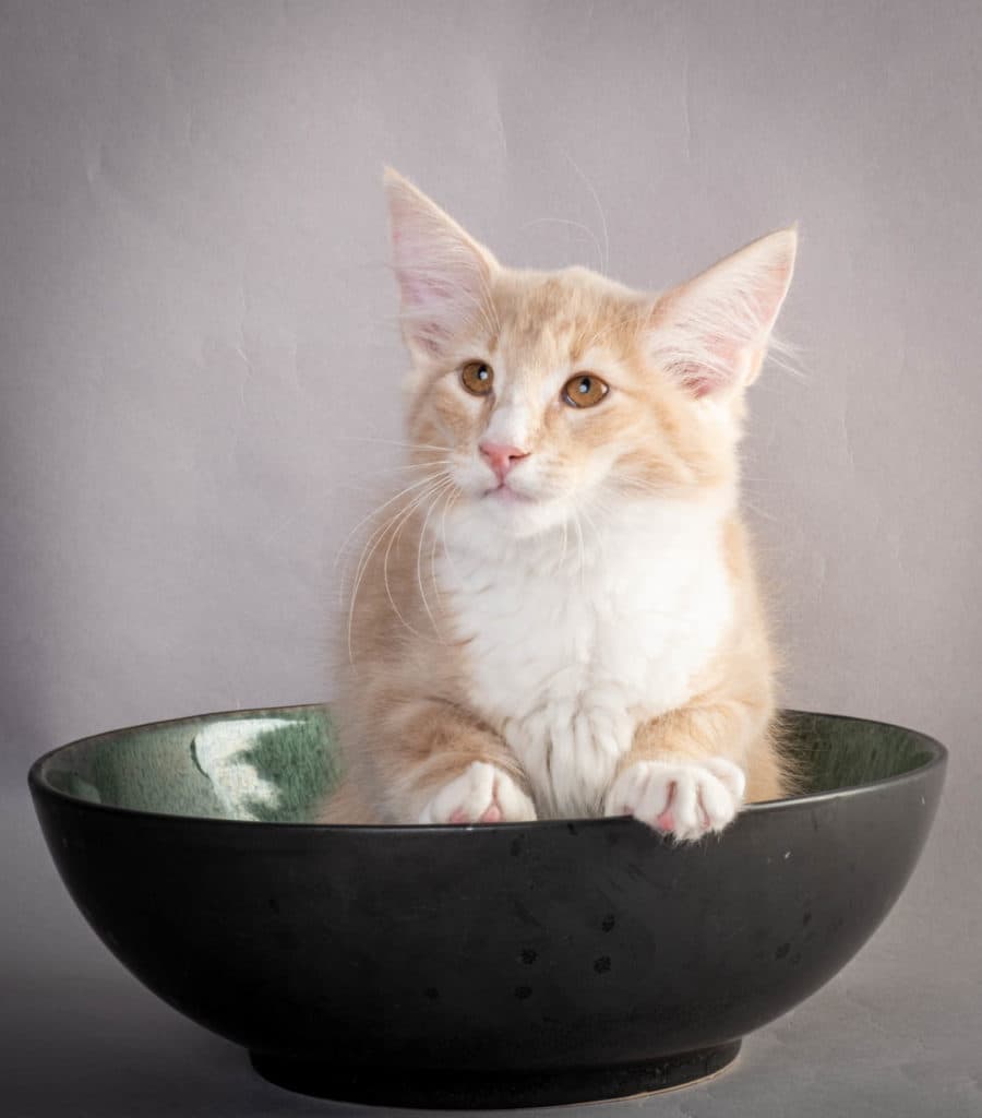 (N)Migoto's Laban, NFO e 09 22