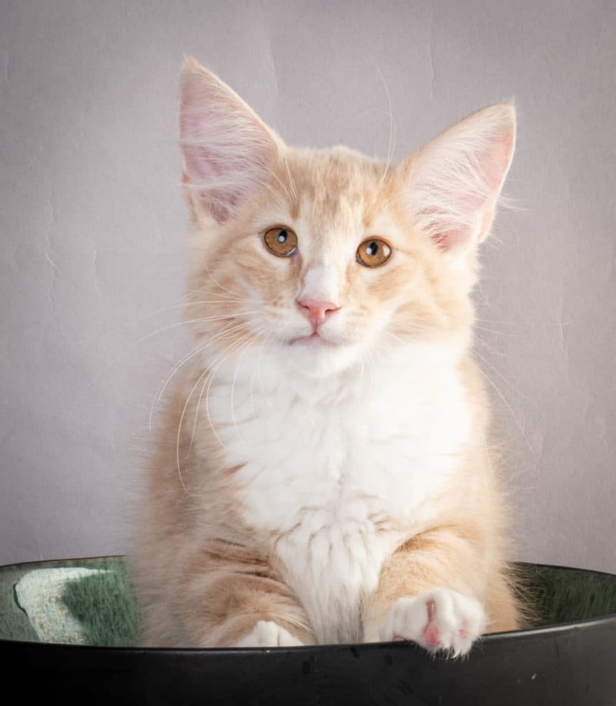 (N)Migoto's Laban, NFO e 09 22