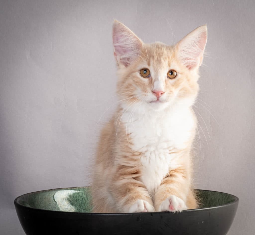 (N)Migoto's Laban, NFO e 09 22