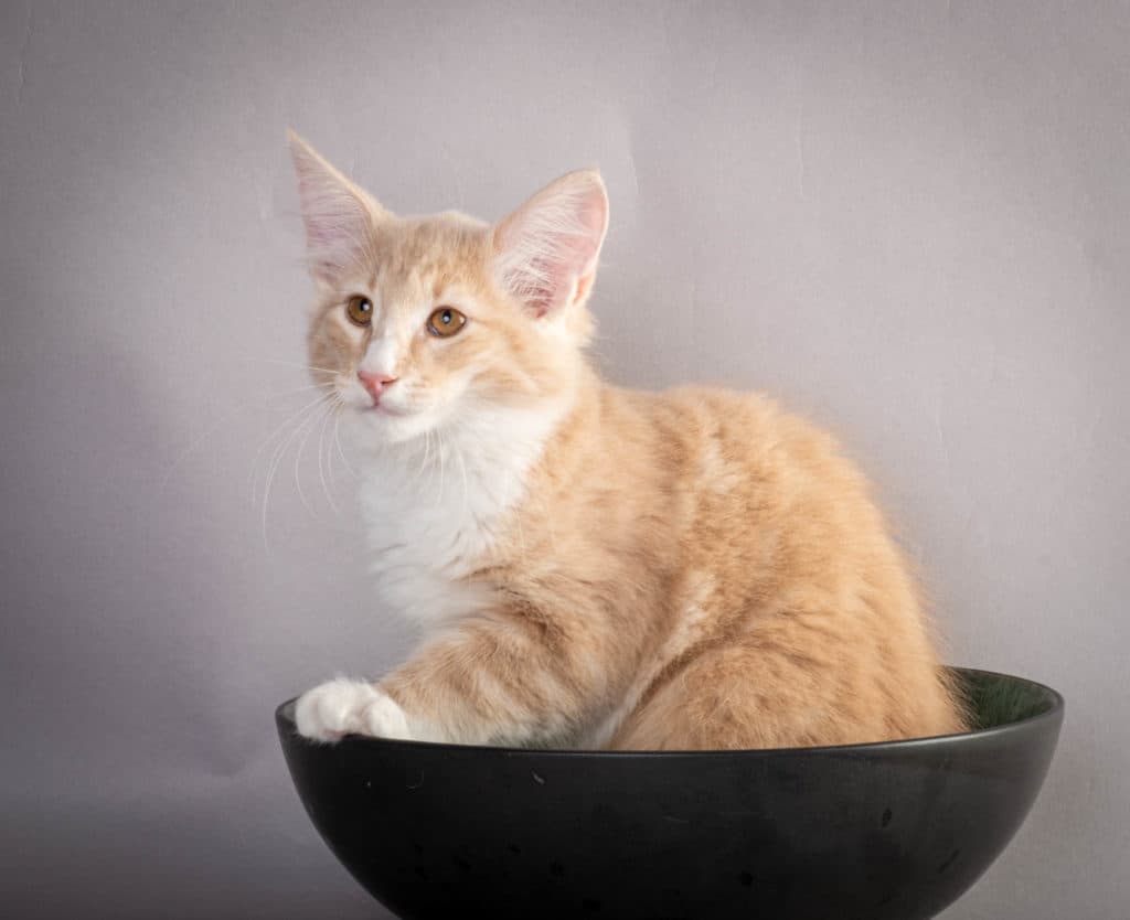 (N)Migoto's Laban, NFO e 09 22