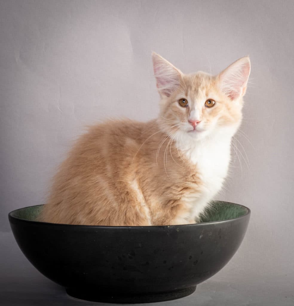 (N)Migoto's Laban, NFO e 09 22