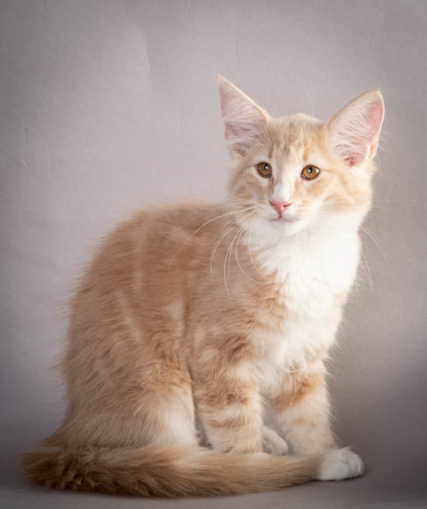 (N)Migoto's Laban, NFO e 09 22