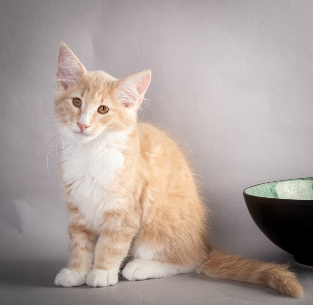 (N)Migoto's Laban, NFO e 09 22