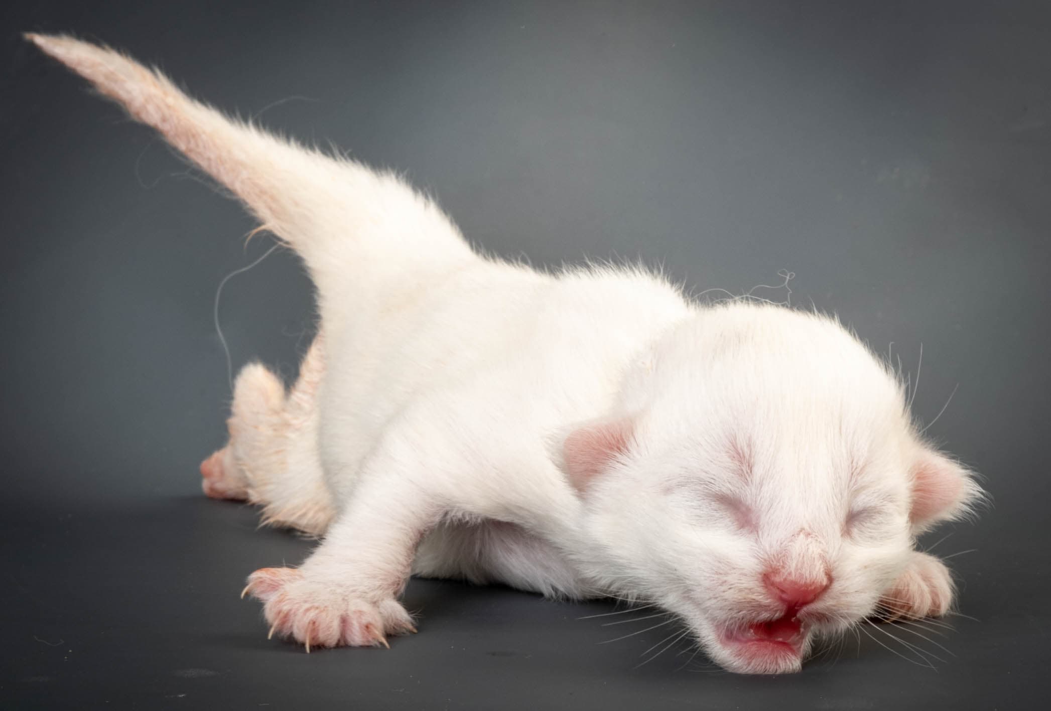 (N)Migoto's Max, NFO w ??