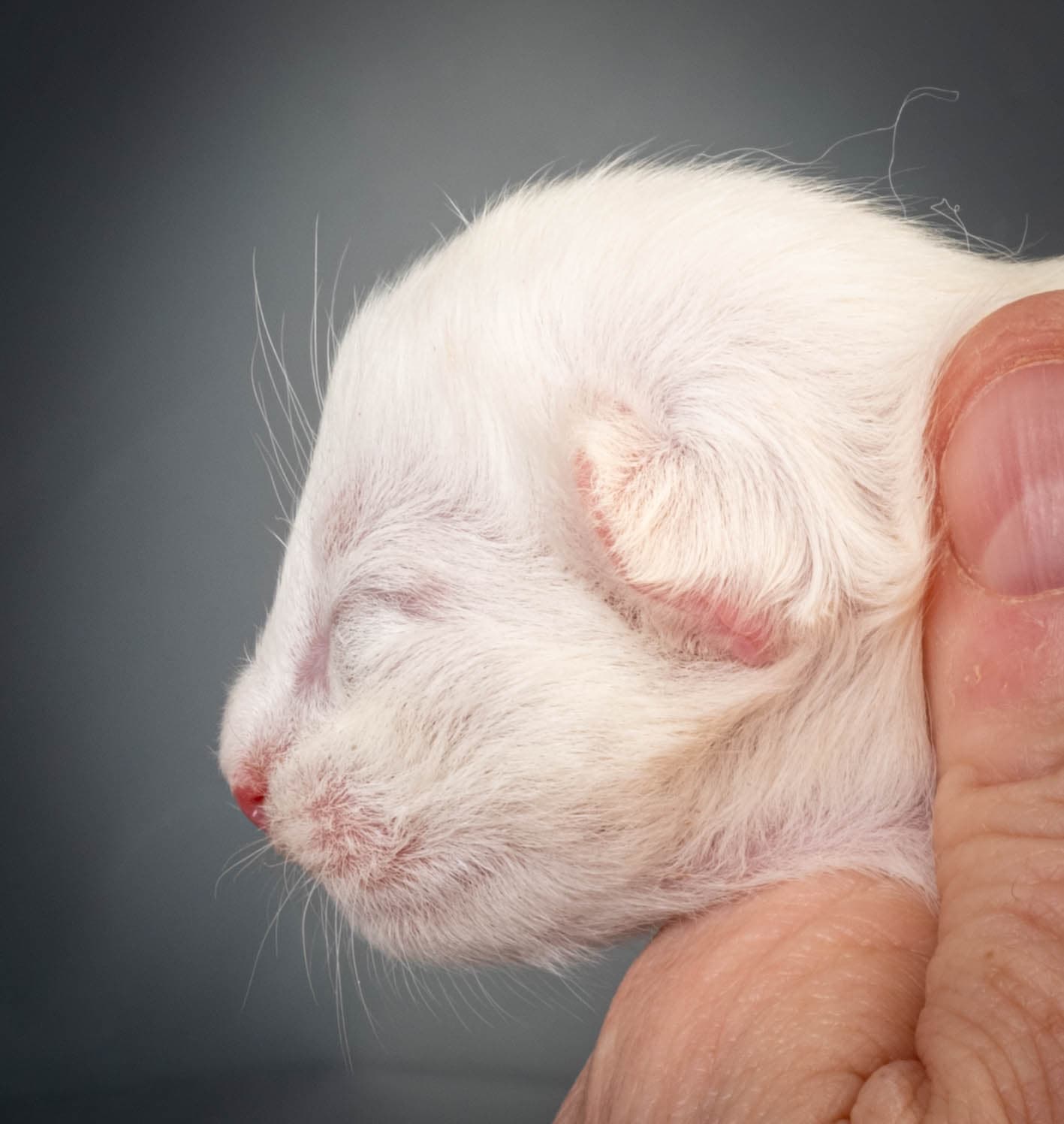 (N)Migoto's Max, NFO w ??