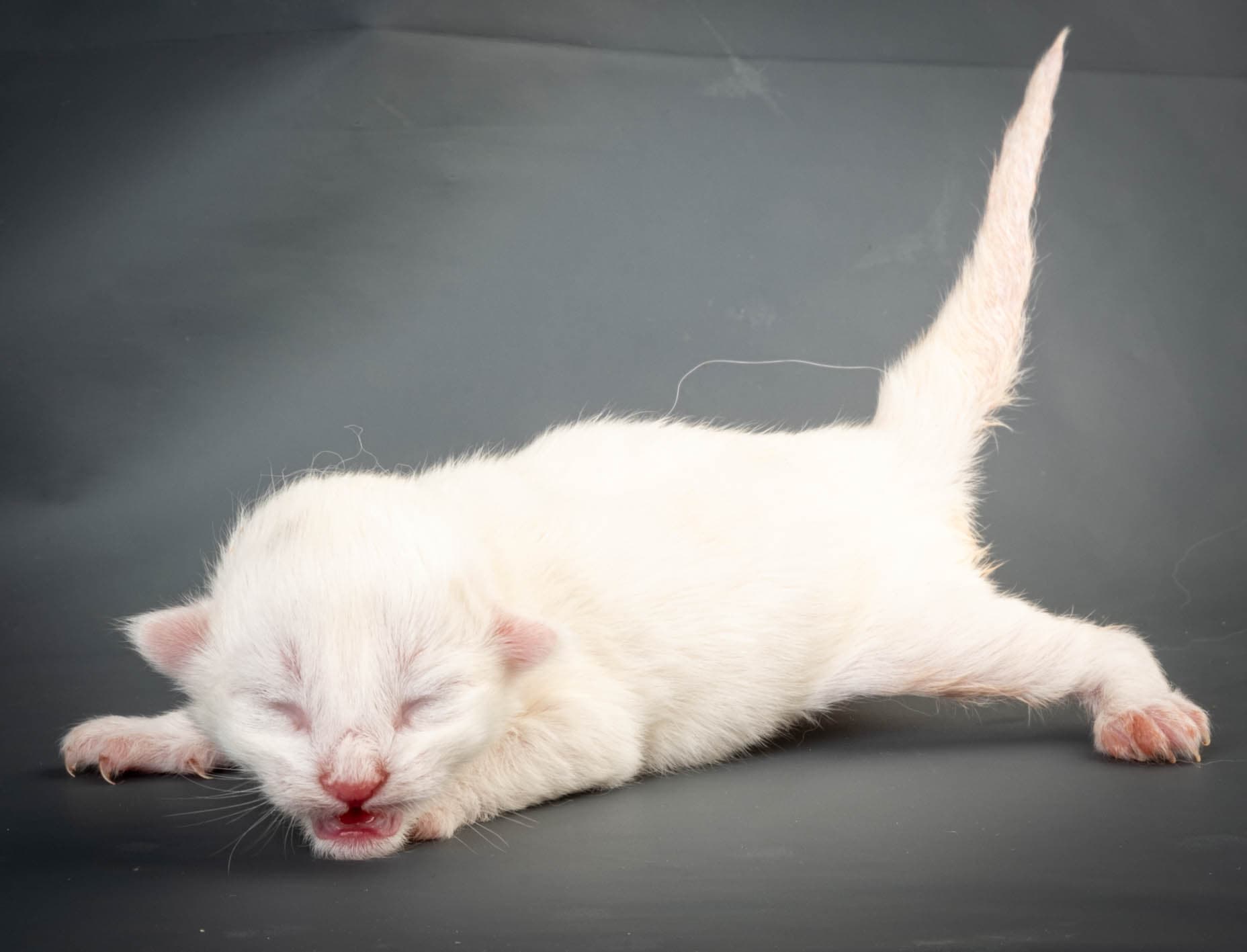 (N)Migoto's Max, NFO w ??