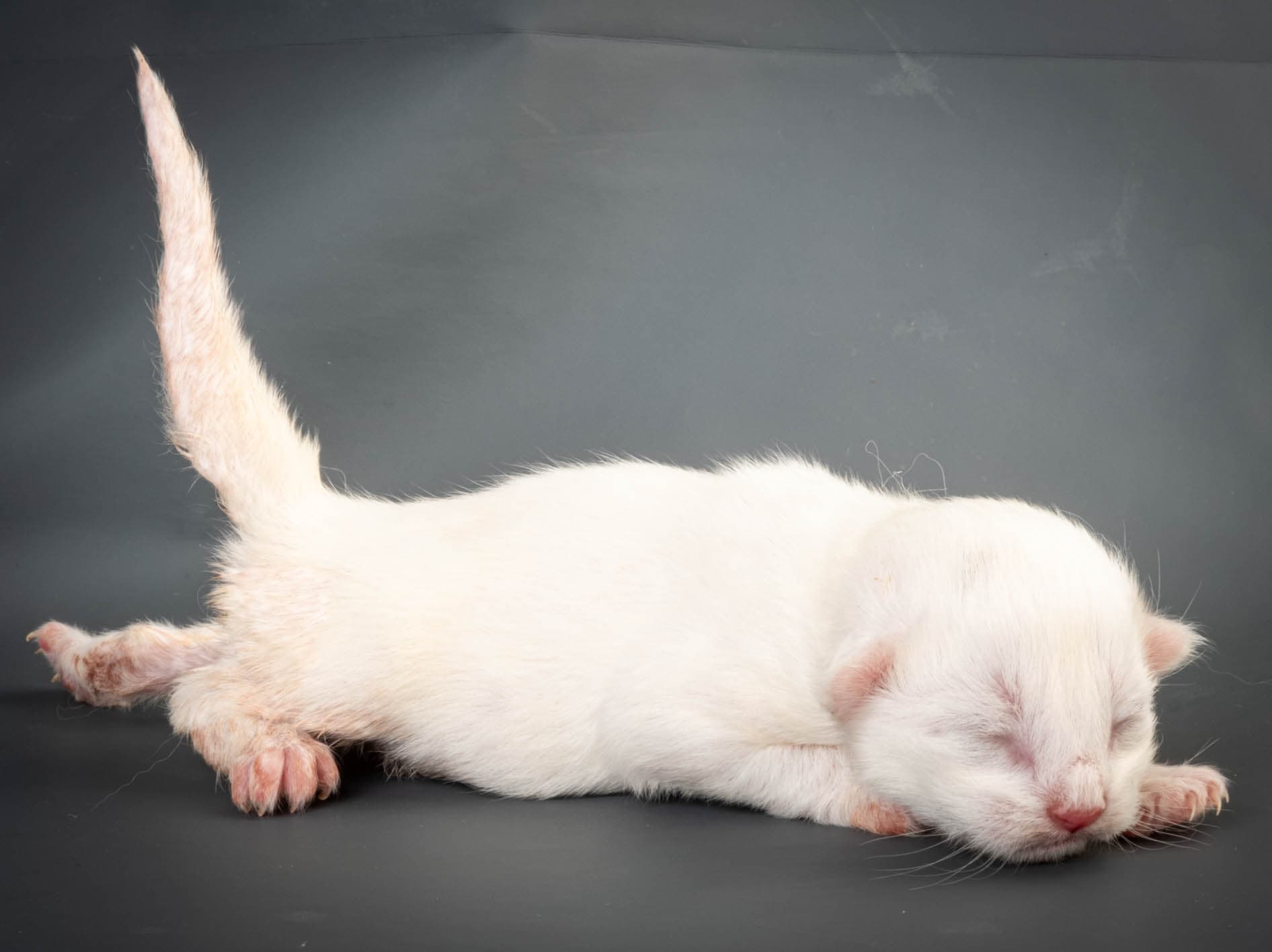 (N)Migoto's Max, NFO w ??