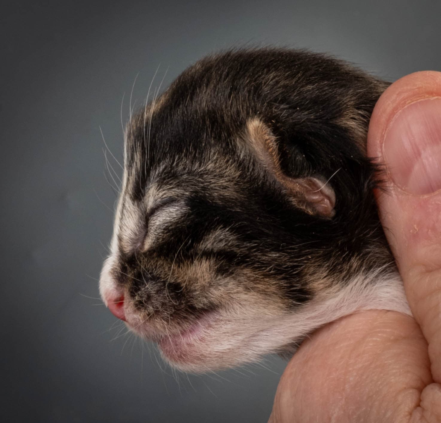 (N)Migoto's Marcus, NFO n 09 24