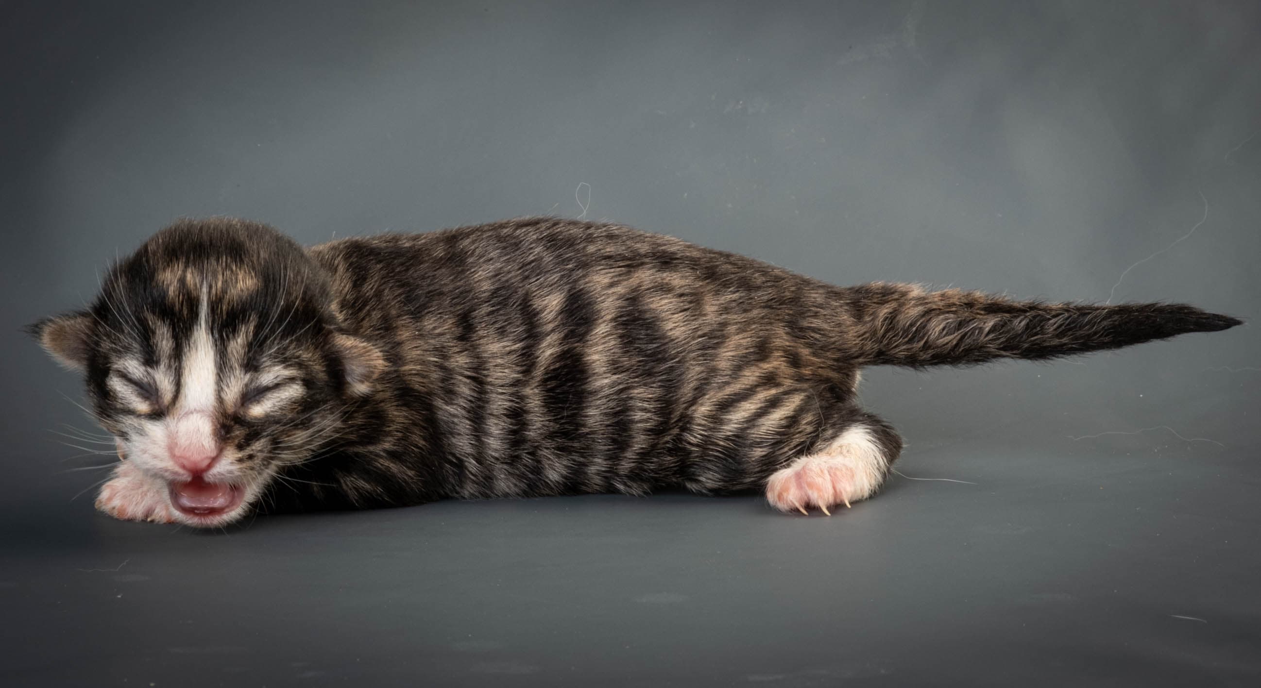 (N)Migoto's Marcus, NFO n 09 24