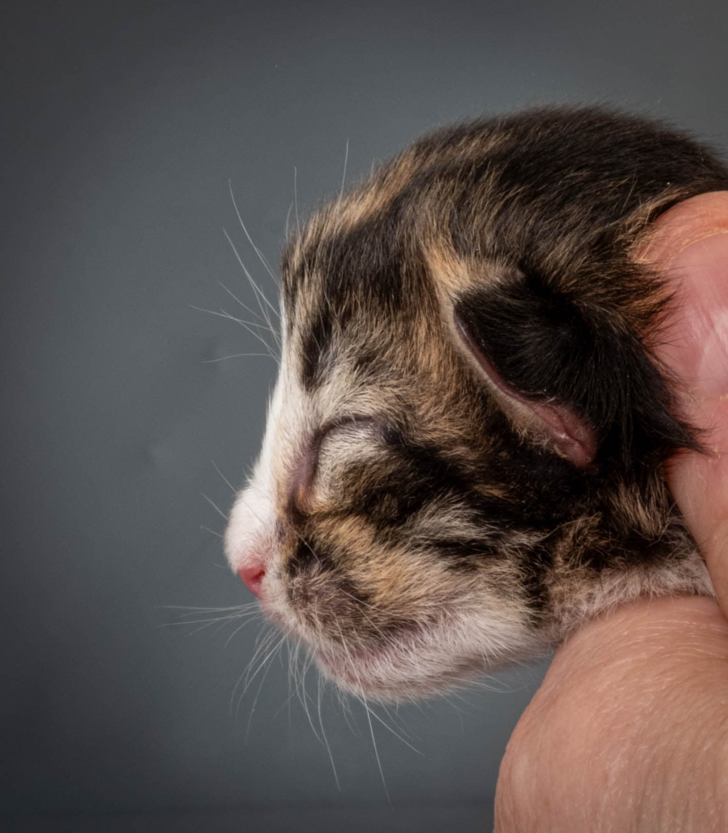 (N)Migoto's Martinius, NFO n 09 24