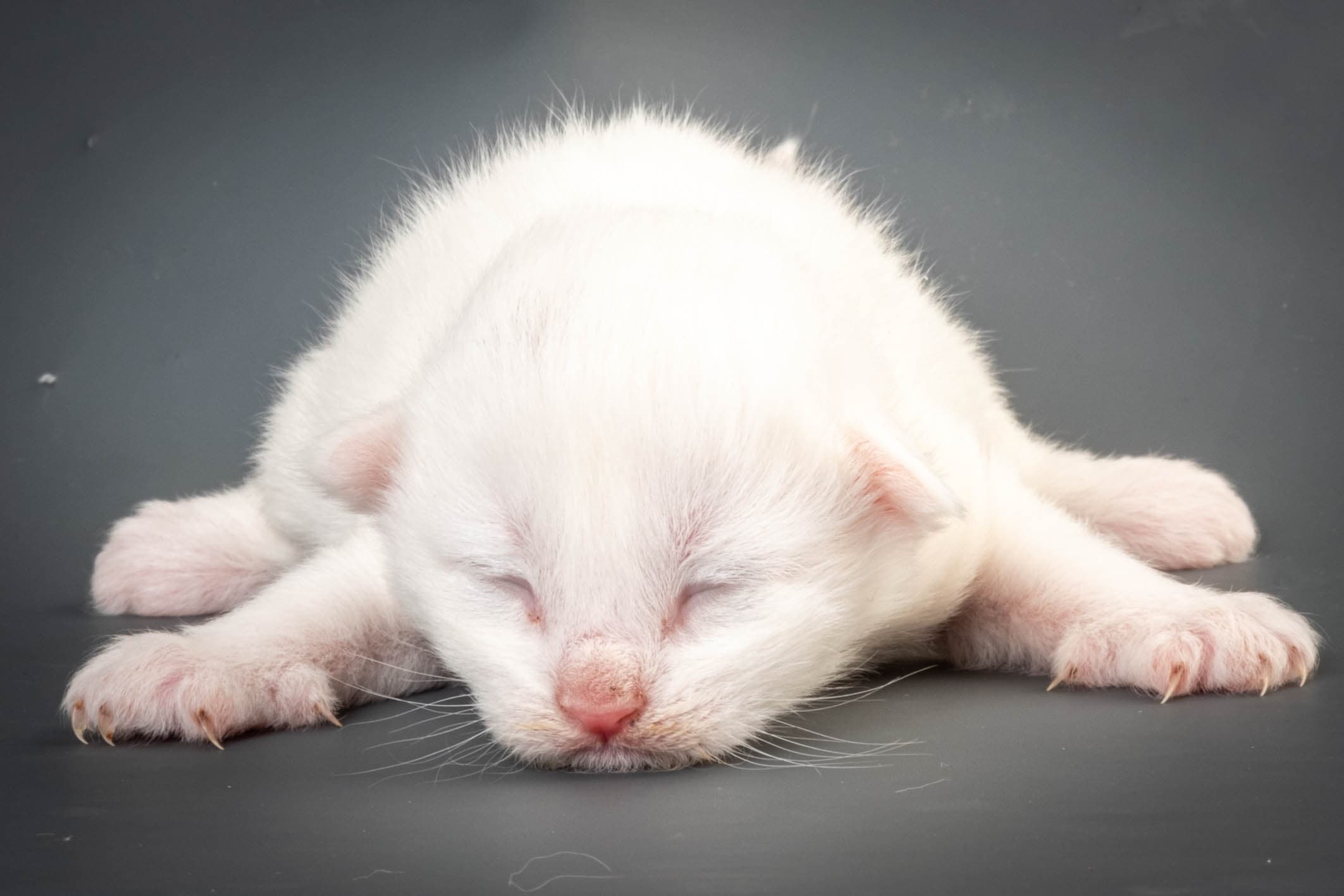 (N)Migoto's Max, NFO w ??