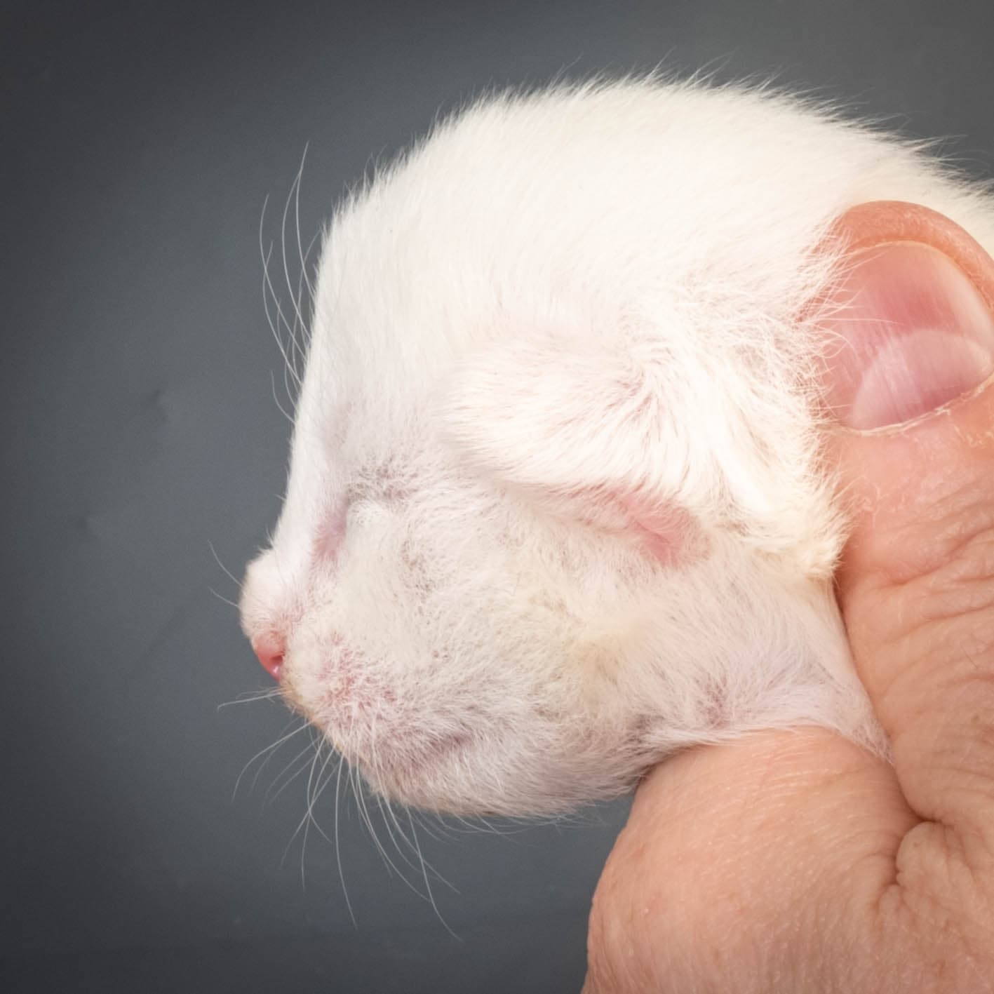 (N)Migoto's Max, NFO w ??