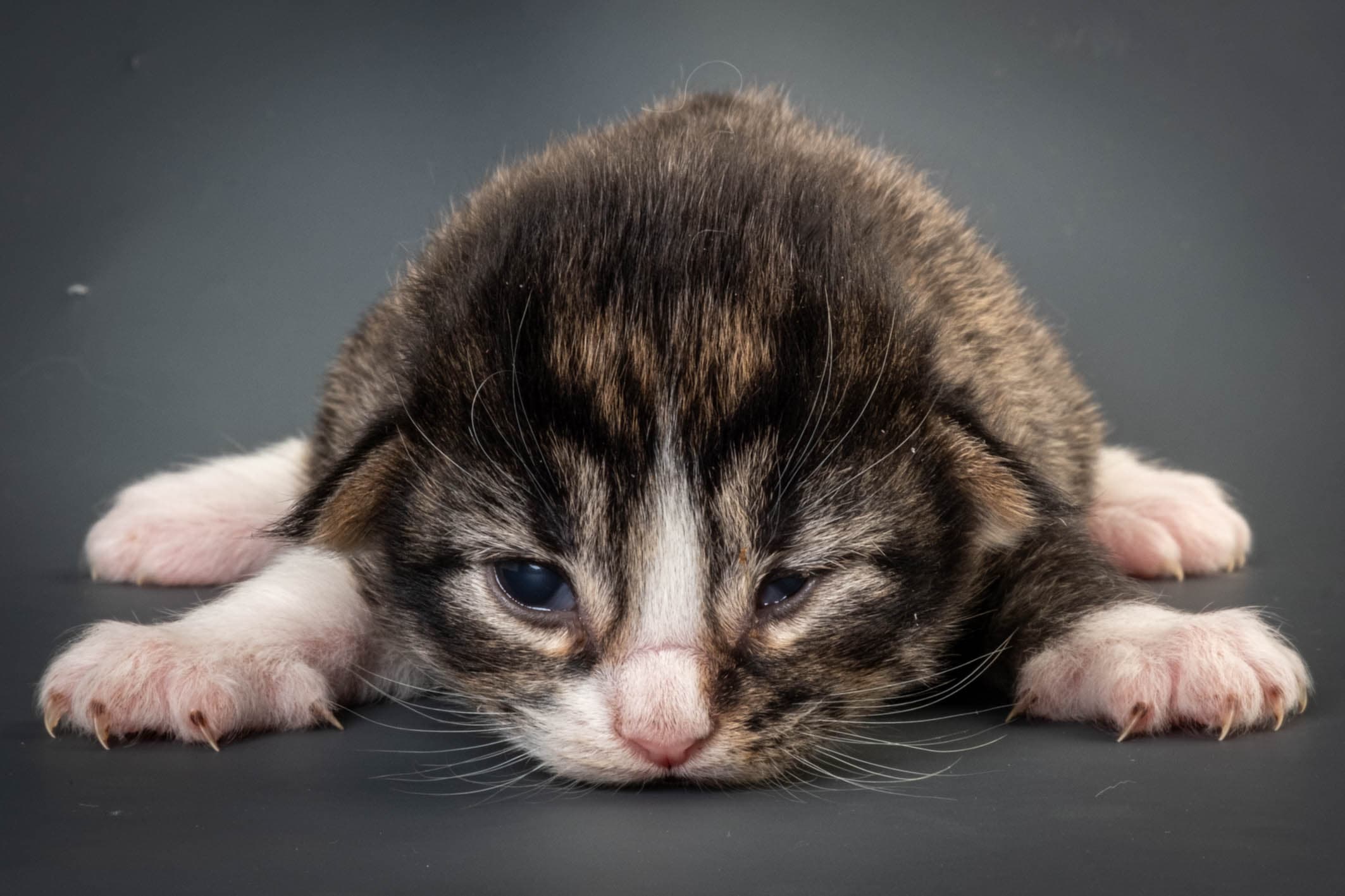 (N)Migoto's Marcus, NFO n 09 24