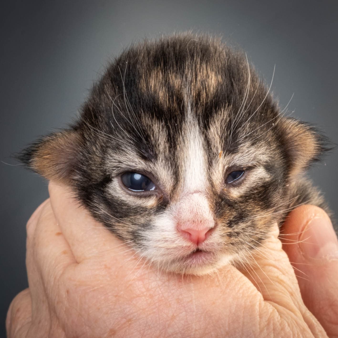 (N)Migoto's Marcus, NFO n 09 24