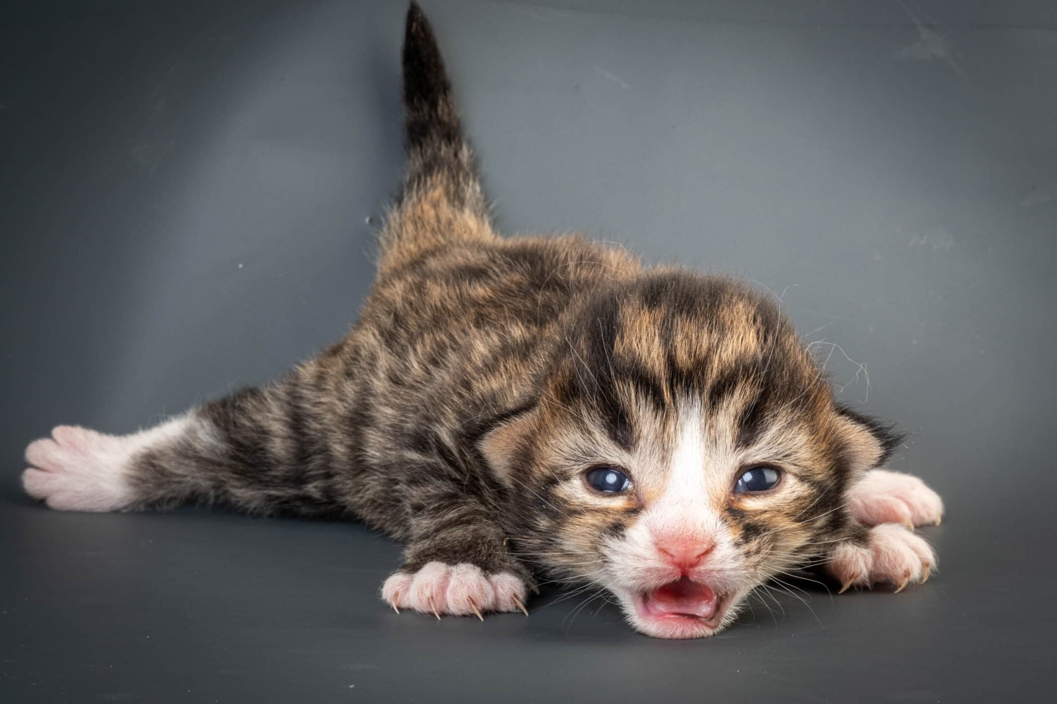 (N)Migoto's Martinius, NFO n 09 24