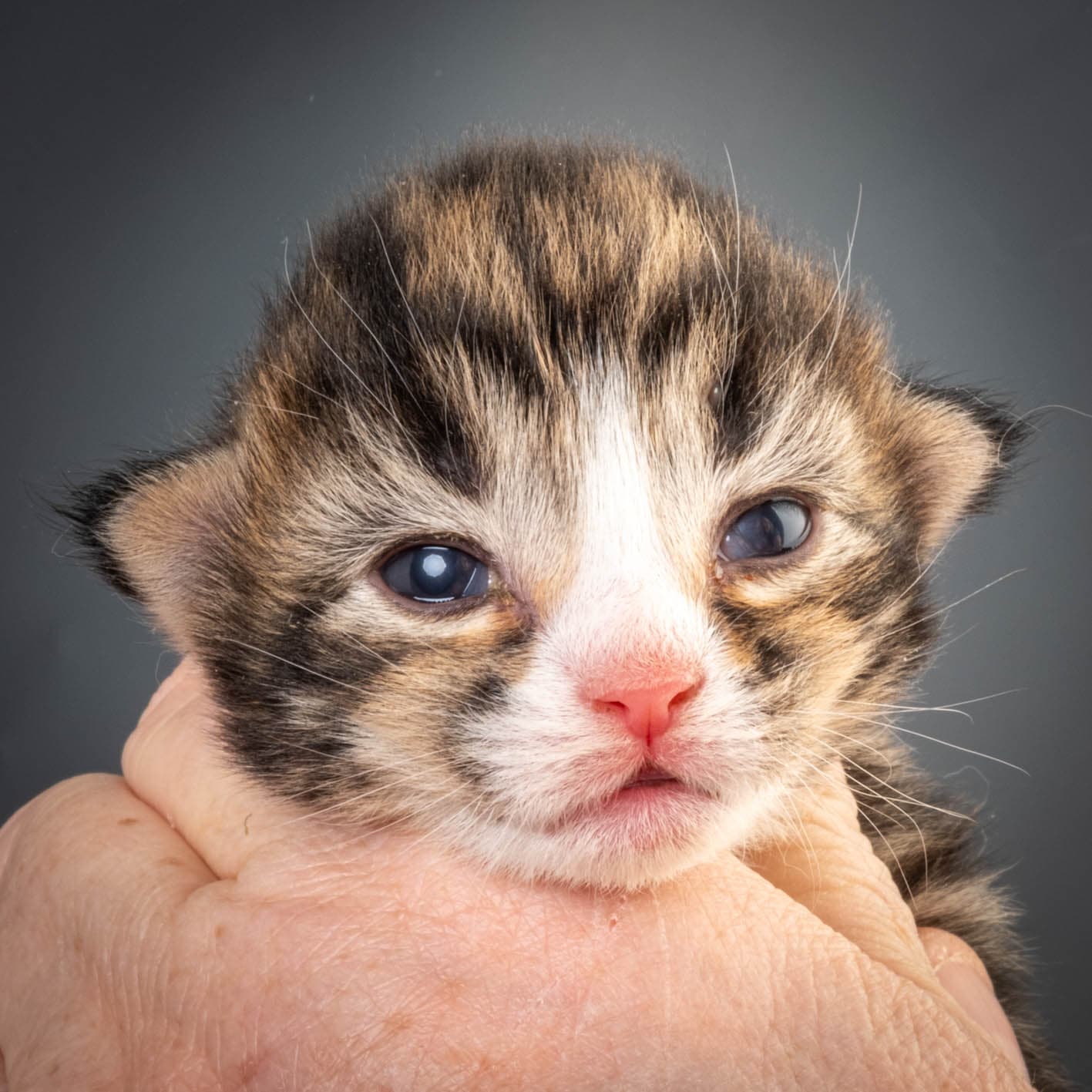 (N)Migoto's Martinius, NFO n 09 24