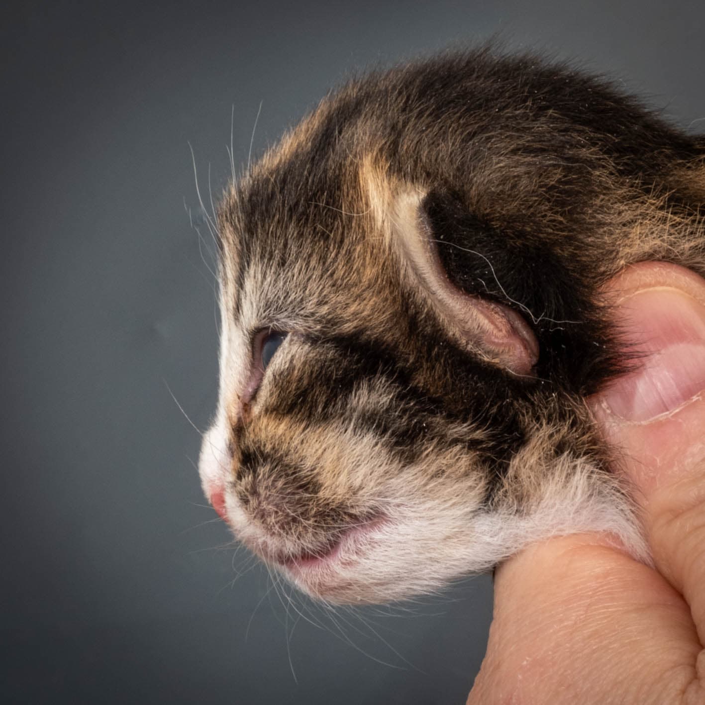 (N)Migoto's Martinius, NFO n 09 24