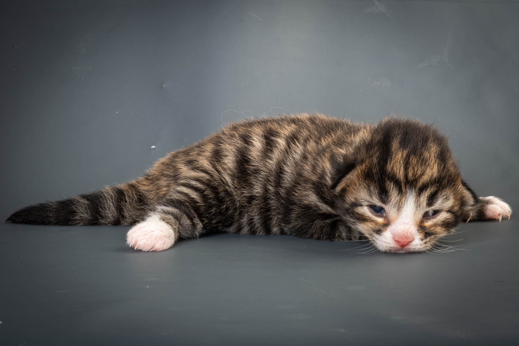 (N)Migoto's Martinius, NFO n 09 24