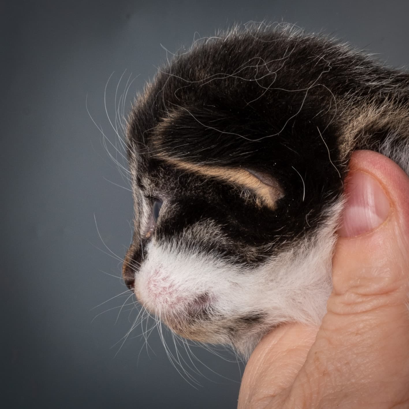 (N)Migoto's Magne, NFO n 03 22