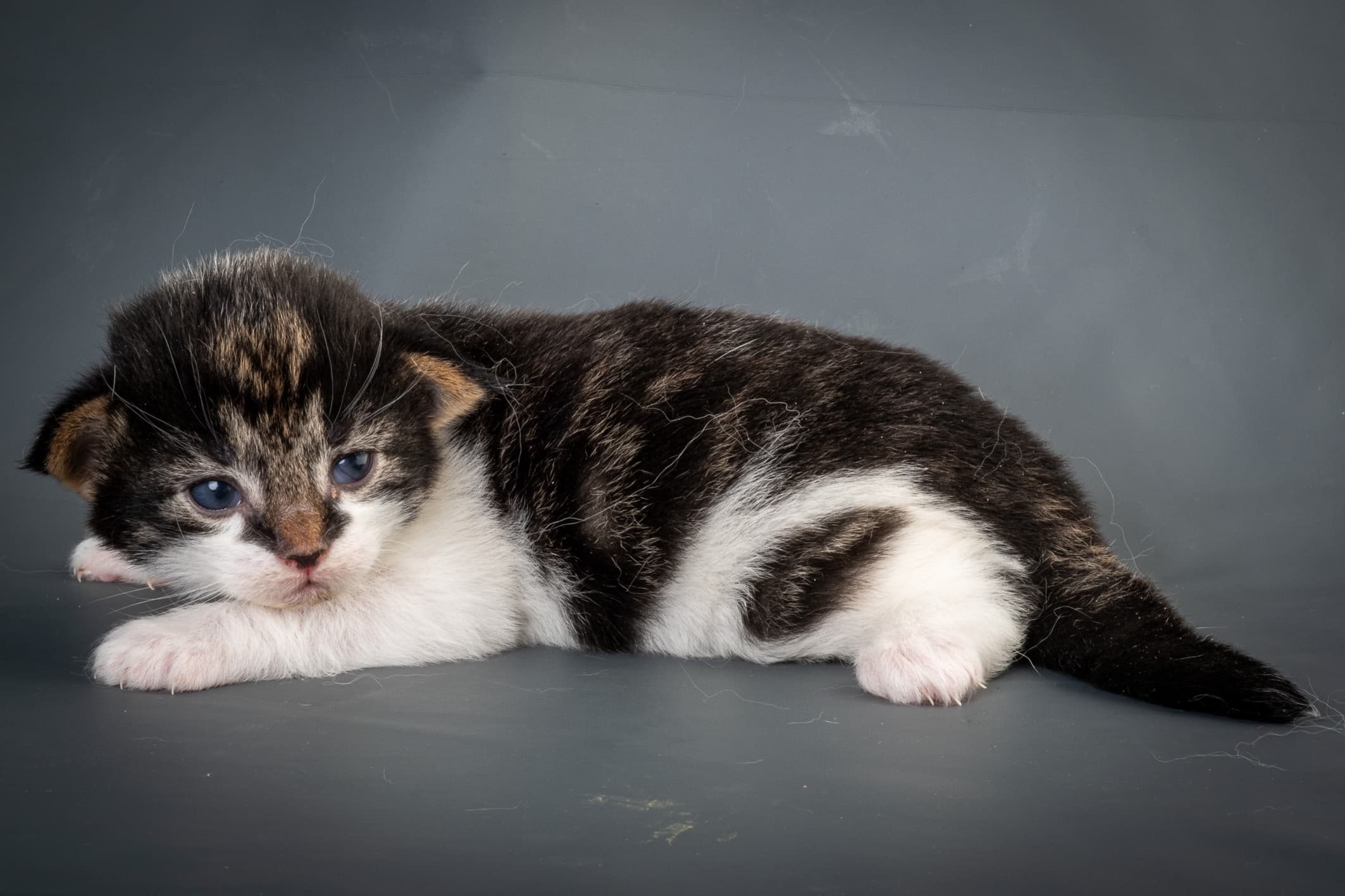 (N)Migoto's Magne, NFO n 03 22