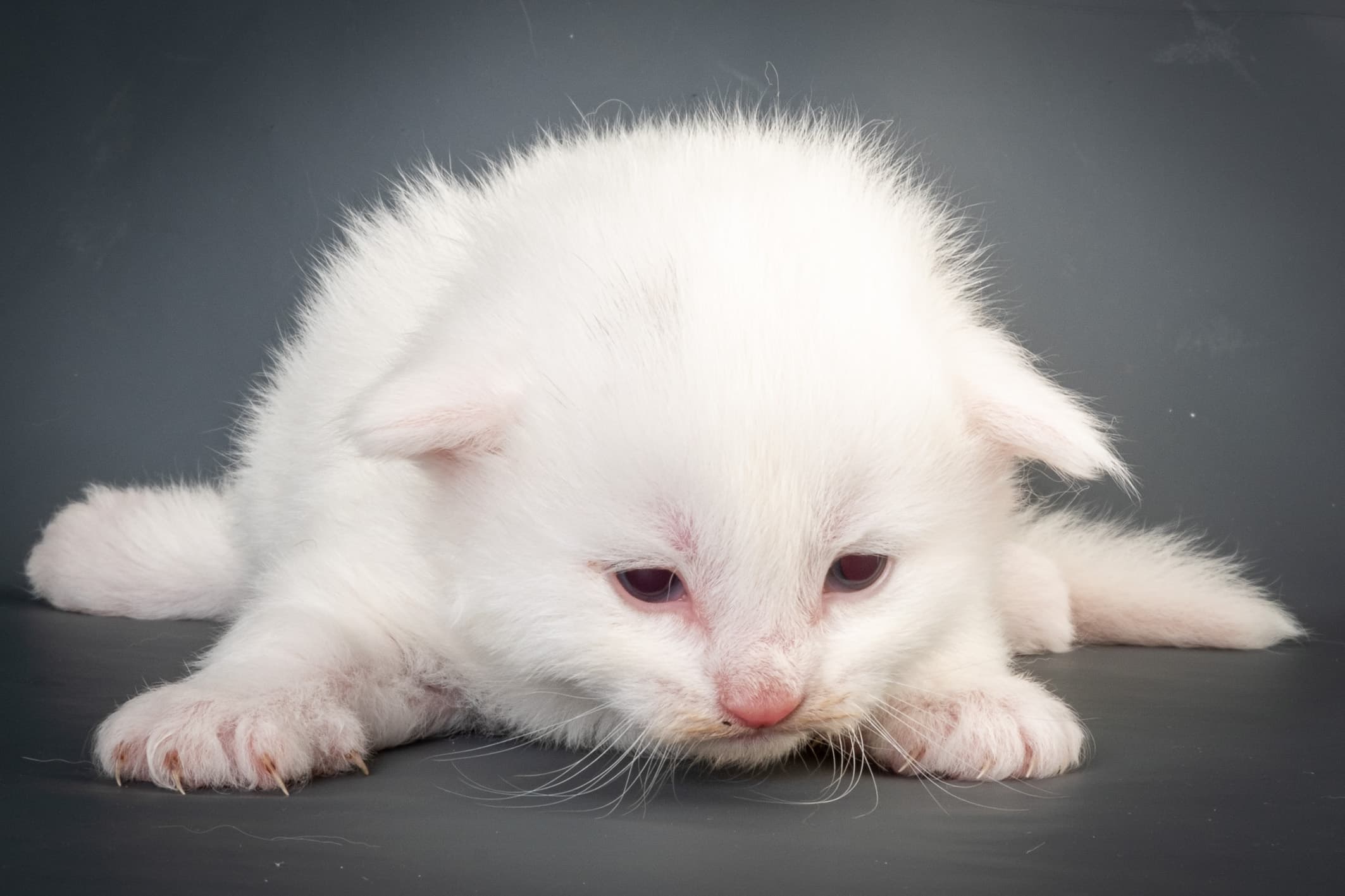 (N)Migoto's Max, NFO w ??