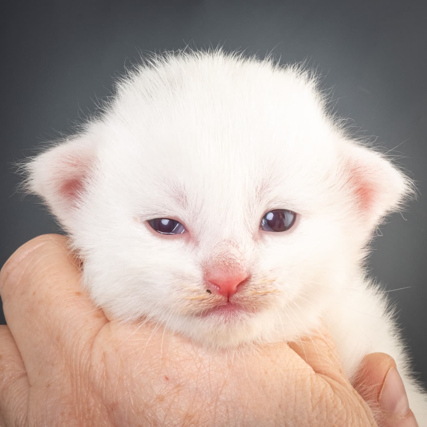 (N)Migoto's Max, NFO w ??