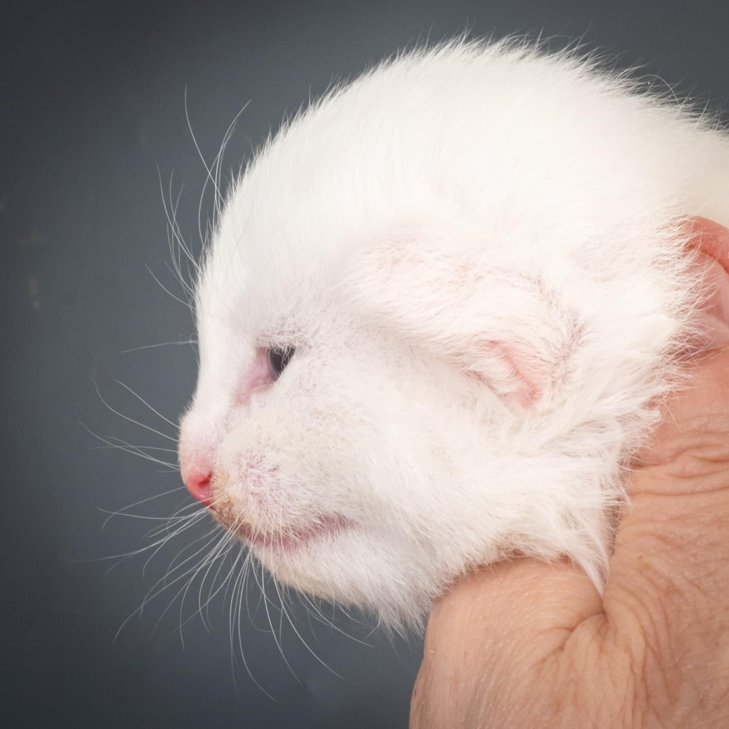 (N)Migoto's Max, NFO w ??