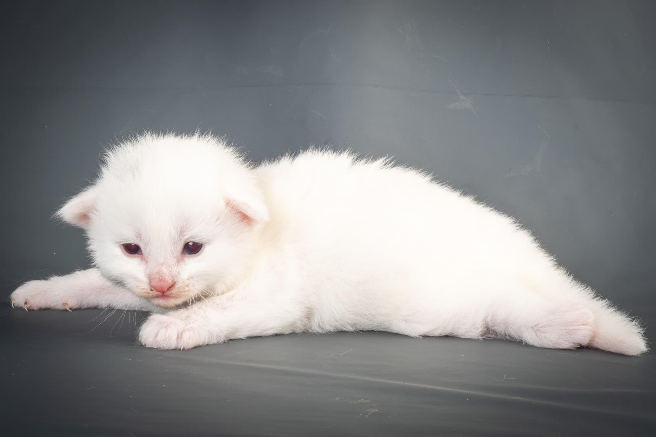 (N)Migoto's Max, NFO w ??