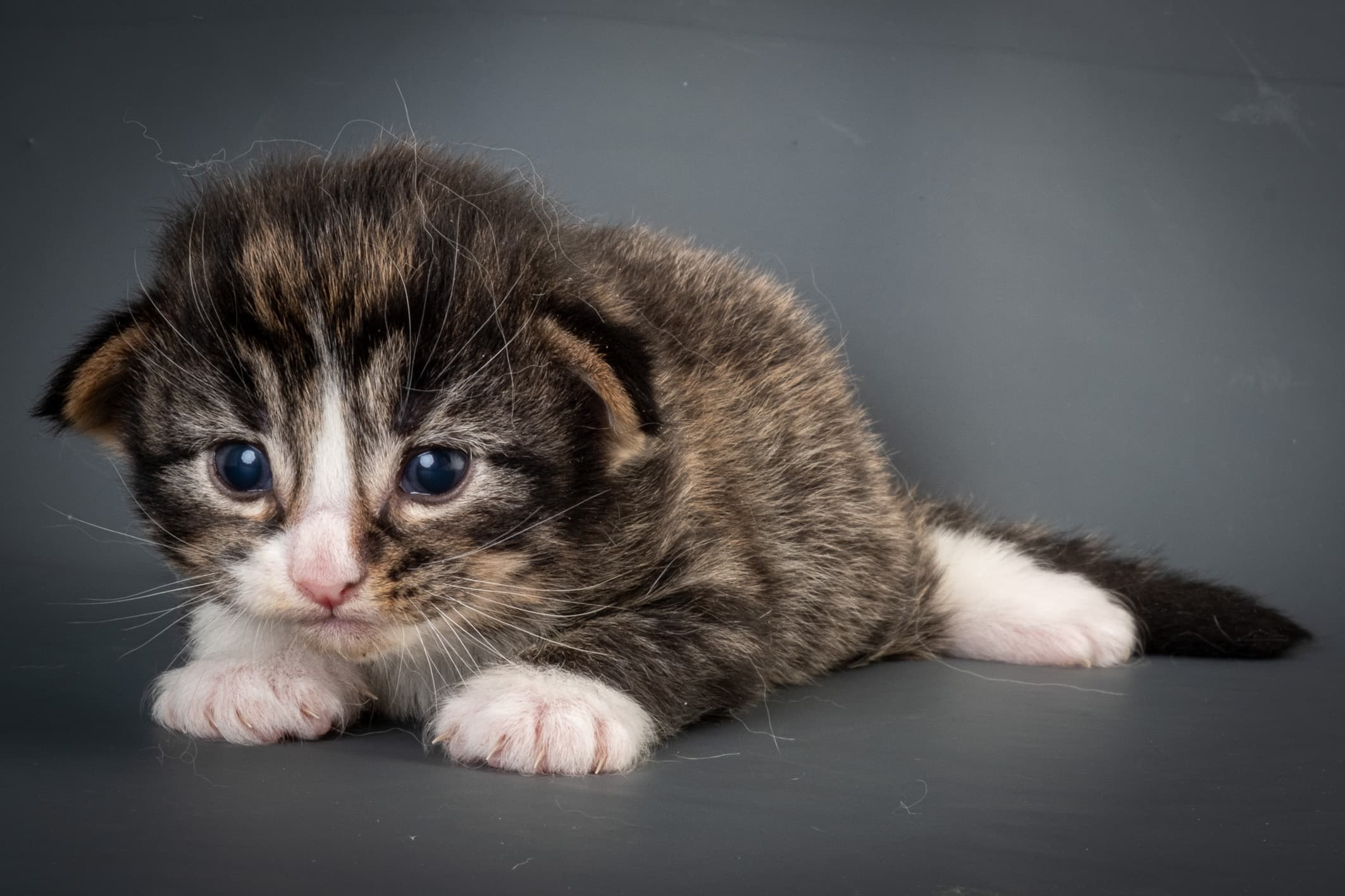 (N)Migoto's Marcus, NFO n 09 24