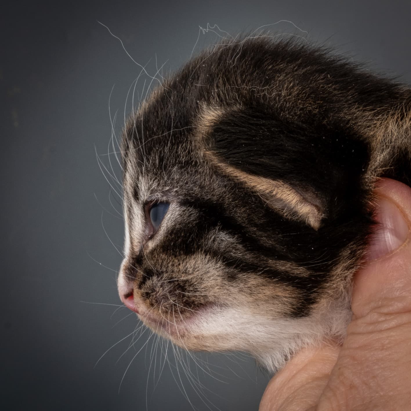 (N)Migoto's Marcus, NFO n 09 24