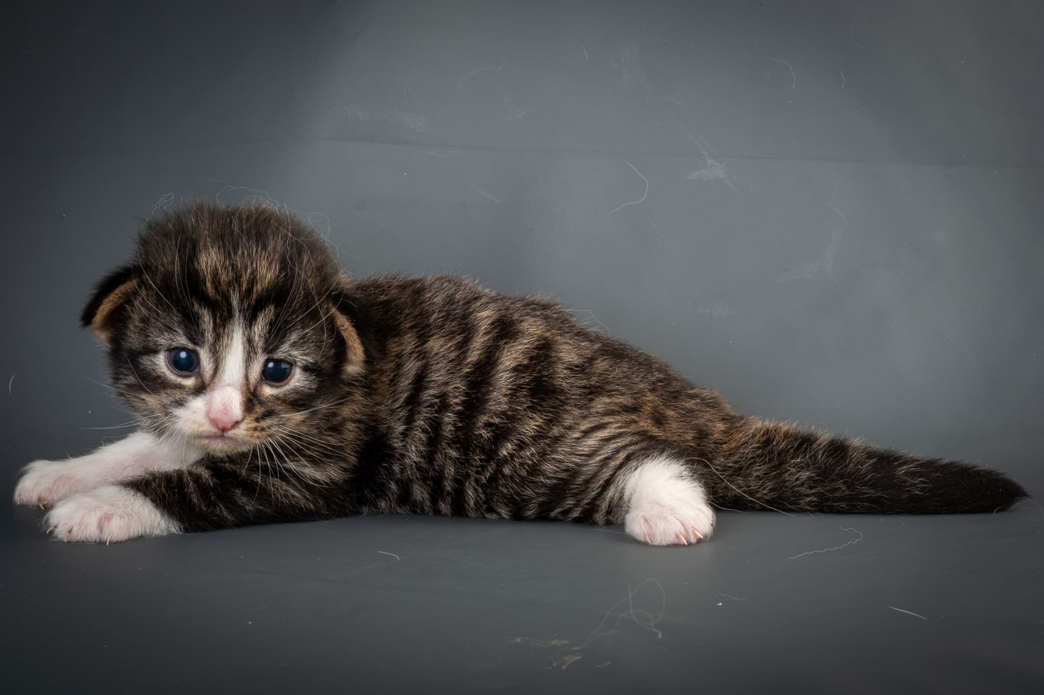 (N)Migoto's Marcus, NFO n 09 24