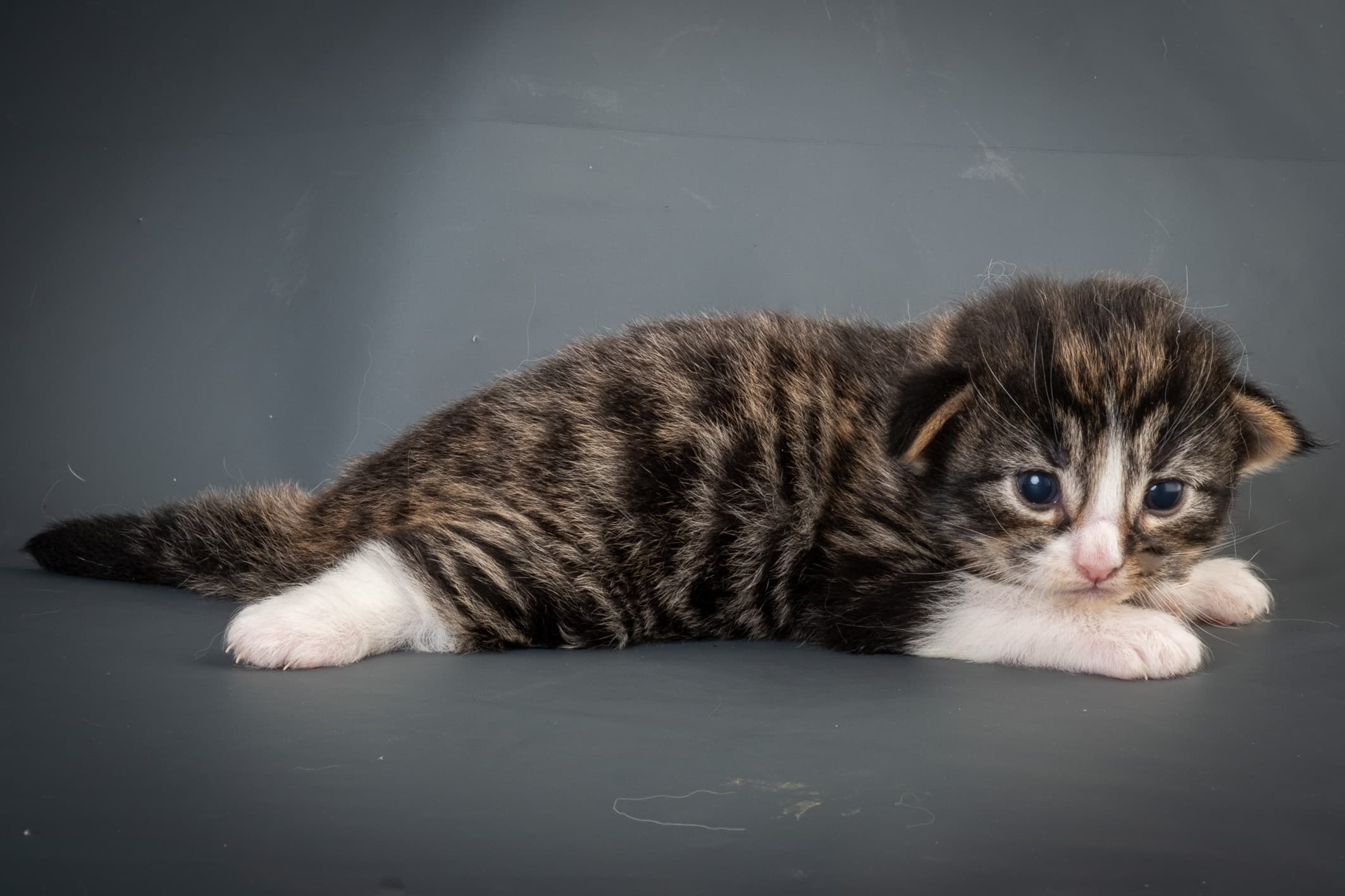 (N)Migoto's Marcus, NFO n 09 24