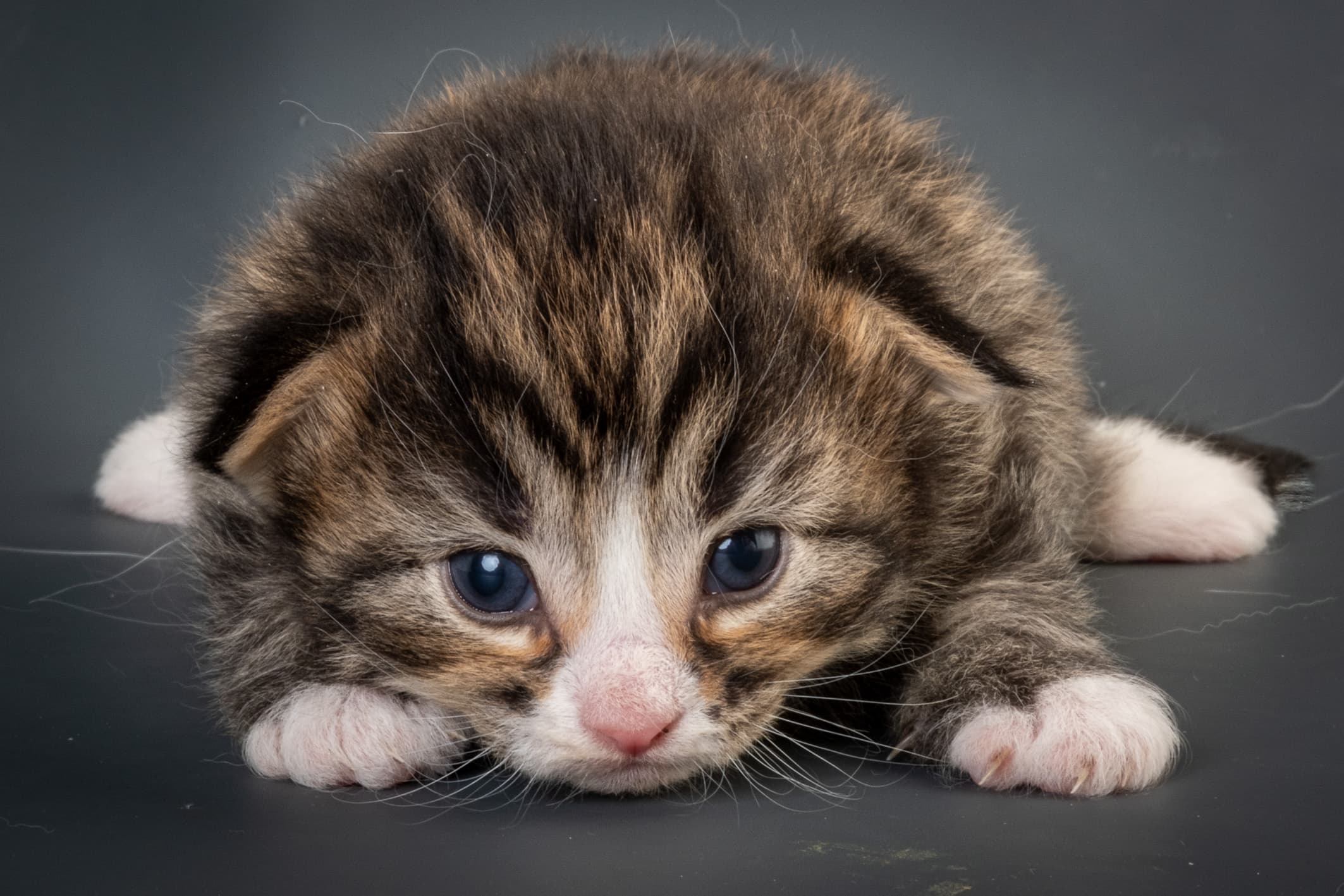 (N)Migoto's Martinius, NFO n 09 24