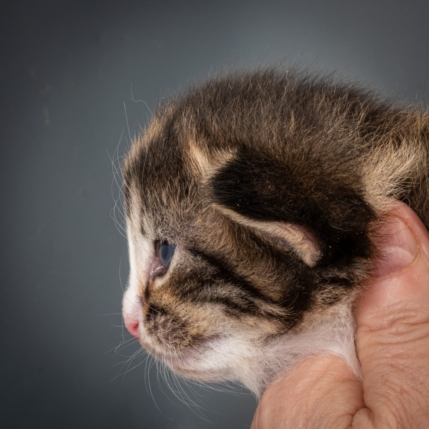 (N)Migoto's Martinius, NFO n 09 24