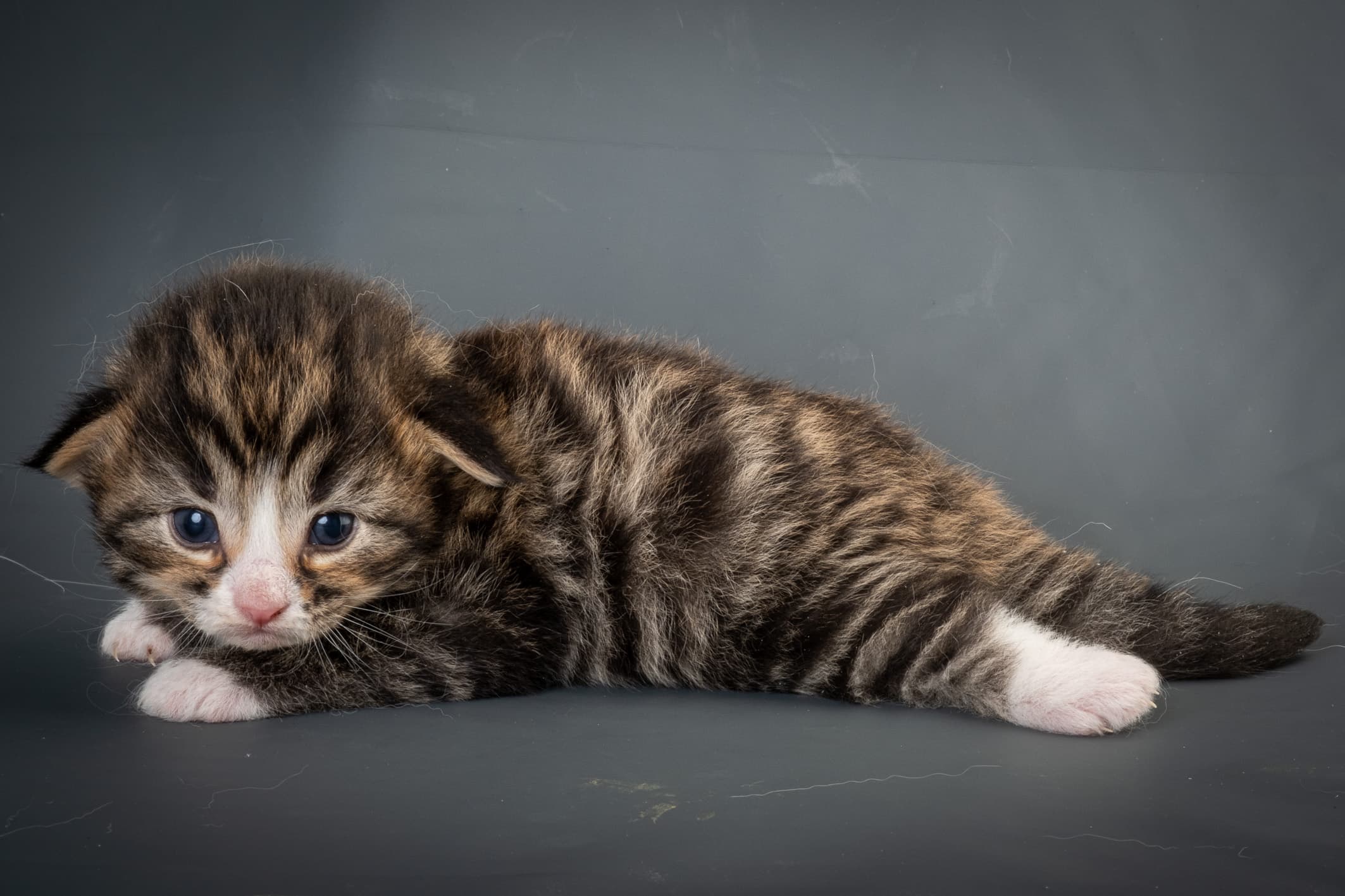 (N)Migoto's Martinius, NFO n 09 24